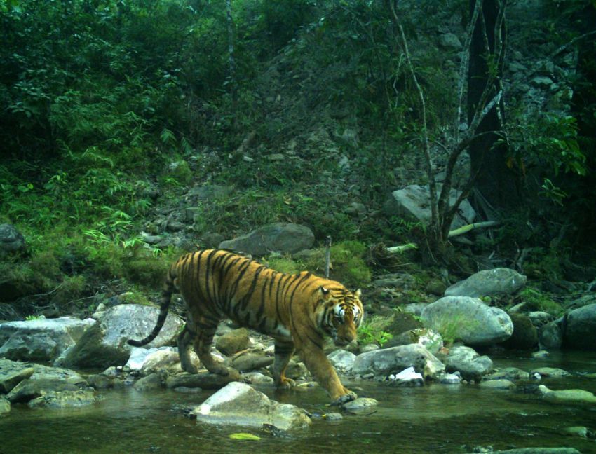 Upaya Ilmuwan Pancing Harimau Jawa Keluar Temui Kendala di Ujung Kulon