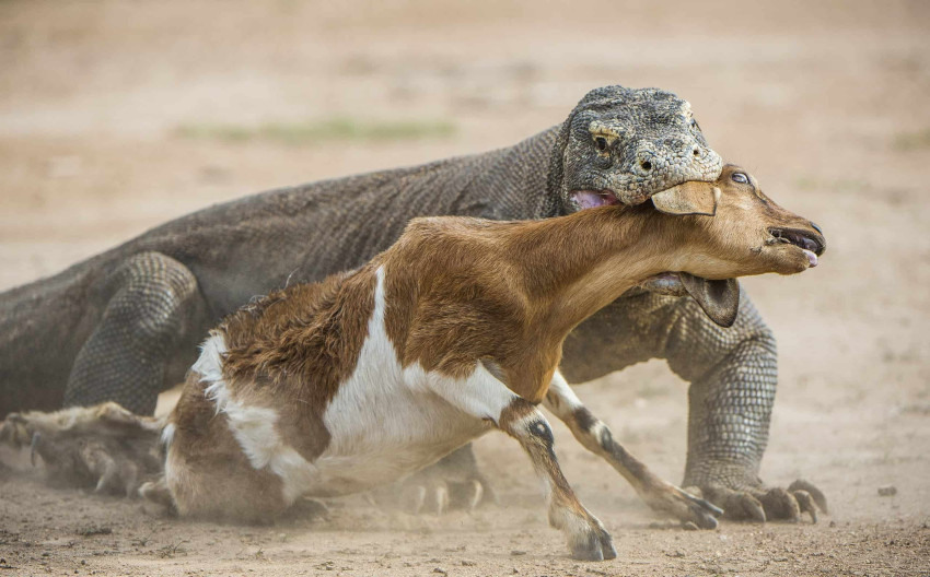 2 Komodo Terpanjang di Dunia, Keduanya Lebih dari Tiga Meter