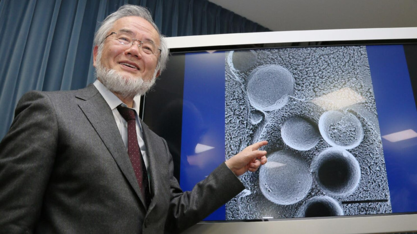 Profil Yoshinori Ohsumi, Peneliti Jepang yang Mendapat Nobel setelah Meneliti Manfaat Puasa