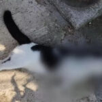 Tembak Kucing Sampai Mati, Pria di Kelapa Gading Timur Ditangkap Polisi