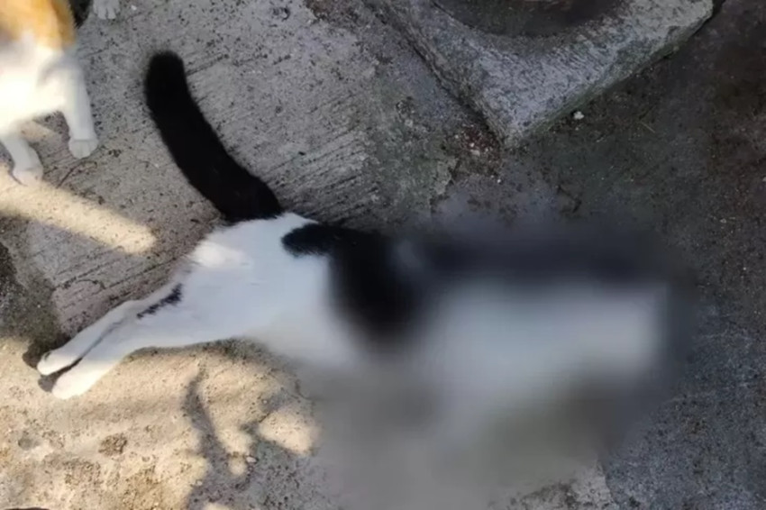 Tembak Kucing Sampai Mati, Pria di Kelapa Gading Timur Ditangkap Polisi